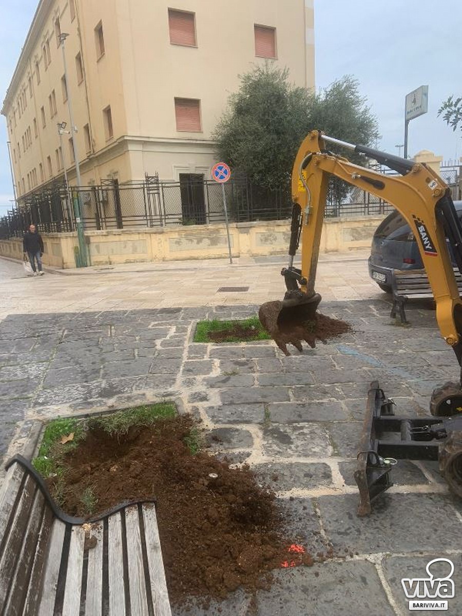 Piantumazione alberi