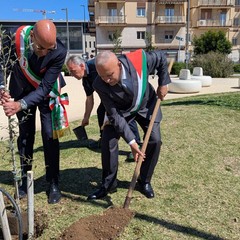 Ulivo piantato dai sindaci di Bari e Beit Jala