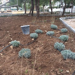 pronto per la primavera il giardino di via Carrante a Poggiofranco stamattina sopralluogo