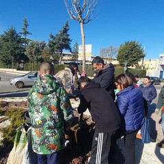 piantumazione albero carbonara