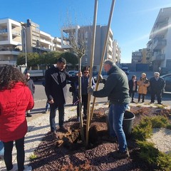 piantumazione albero carbonara