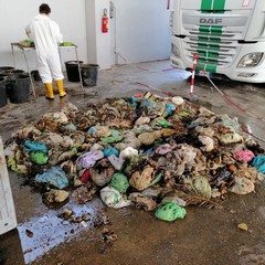 amiu analisi organico