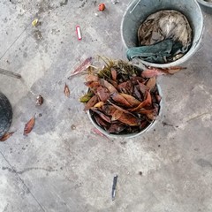 amiu analisi organico