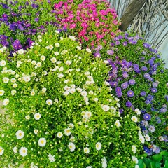 Nuovo volto per via Manzoni a Bari: 90 nuovi alberi, centinaia di essenze e fiori colorati