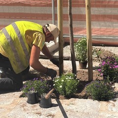 Nuovo volto per via Manzoni a Bari: 90 nuovi alberi, centinaia di essenze e fiori colorati