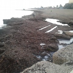 rimozione posidonia molo san nicola e pane e pomodoro