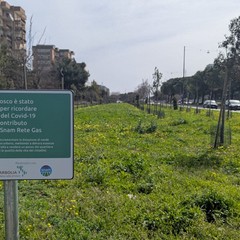 Bosco Urbano a Japigia
