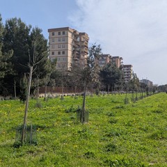 Bosco Urbano a Japigia