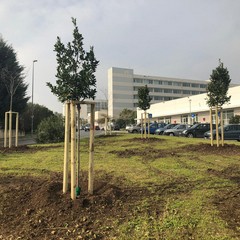 completata piantumazione alberi rotatoria san paolo