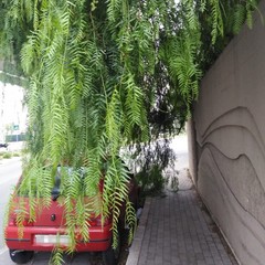 albero oltre il muro del cimitero