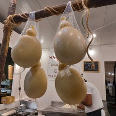 Sagra Oliva Tèrmite di Bitetto