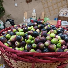 Sagra Oliva Tèrmite di Bitetto