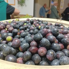 Sagra Oliva Tèrmite di Bitetto