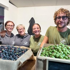 Sagra Oliva Tèrmite di Bitetto