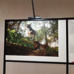 La mostra World press photo 2020 al Margherita