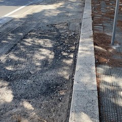 al via il cantiere per la risoluzione del problema causato dalle radici in viale delle Regioni