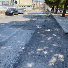 al via il cantiere per la risoluzione del problema causato dalle radici in viale delle Regioni