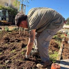 alberi parcheggio SantAnna