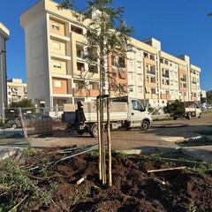 alberi parcheggio SantAnna