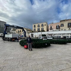 al via gli allestimenti natalizi in piazza del Ferrarese appuntamento il dicembre con l accensione dell albero di Natale della citt di Bari