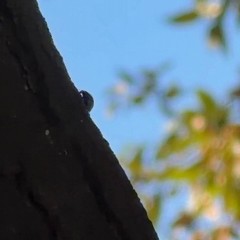 al via la sperimentazione di controllo biologico contro le cocciniglie dei lecci