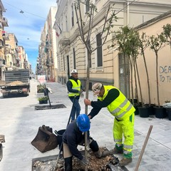 riqualificazione via Manzoni oggi le prime piantumazioni nel tratto tra corso Italia e via Crisanzio prosegue lavanzamento del cantiere foto