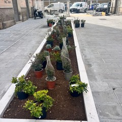 riqualificazione via Manzoni oggi le prime piantumazioni nel tratto tra corso Italia e via Crisanzio prosegue lavanzamento del cantiere foto