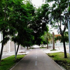 alberi sulla pista ciclabile