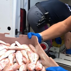 Pesce sequestrato e donato a InConTra