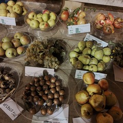 Sagra della zampina del bocconcino e del buon vino Sammichele di Bari