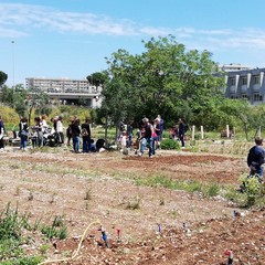 La festa a Orto Domingo