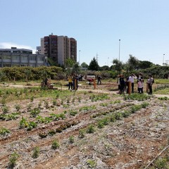 La festa a Orto Domingo