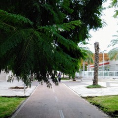 alberi sulla pista ciclabile