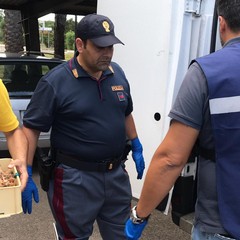 Pesce sequestrato e donato a InConTra