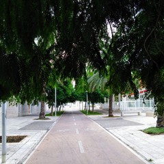 alberi sulla pista ciclabile