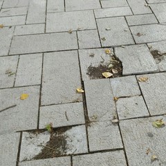 vandali nel giardino isabella d'aragona