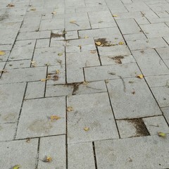 vandali nel giardino isabella d'aragona