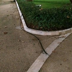 vandali nel giardino isabella d'aragona