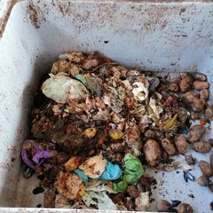 amiu analisi organico