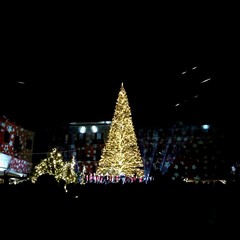 L'albero di Natale in piazza Ferrarese