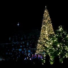 L'albero di Natale in piazza Ferrarese