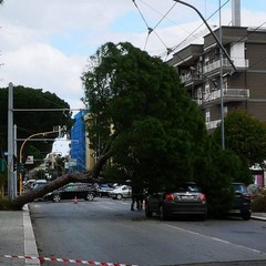 albero caduto corso de gasperi