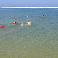 Estate al mare con gli amici a 4 zampe