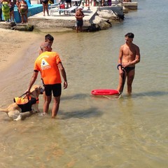 Estate al mare con gli amici a 4 zampe