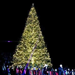 L'albero di Natale in piazza Ferrarese