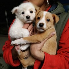 cani abbandonati