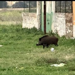 cinghiale a Bari