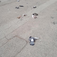 colombi morti carbonara
