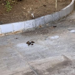 degrado cimitero di bari