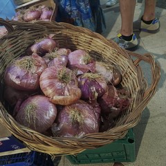 Festa della Cipolla Rossa Acquaviva delle Fonti